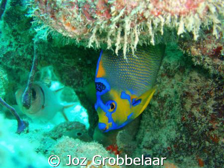 French Anglefish by Joz Grobbelaar 