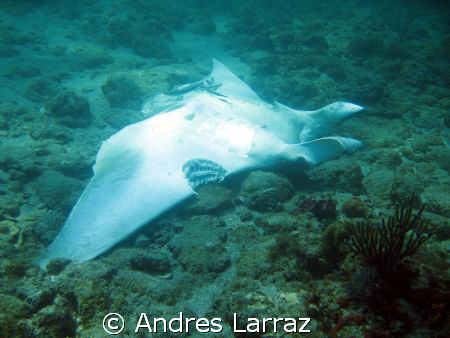 MANTA RAY W/BITES FROM BULL SHARK by Andres Larraz 