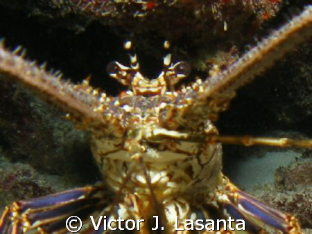 mad losbter at los arcos dive site in parguera area, PUER... by Victor J. Lasanta 