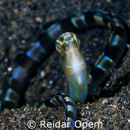 Snake eel blenny by Reidar Opem 