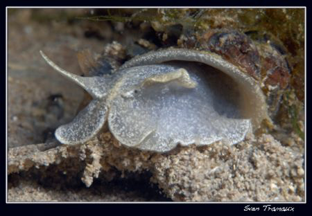 A lymnaea, an air-breathing freshwater snail by Sven Tramaux 