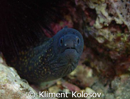 Unexpected creature met eye-to-eye on a no-name boat wrec... by Kliment Kolosov 