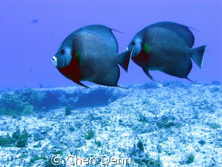 I love the angels.  This was taken in Cozumel, MX. by Cheri Denn 