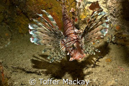 Common Lionfish, found in a wreck.
Dive Site: 7 Sisters,... by Toffer Mackay 