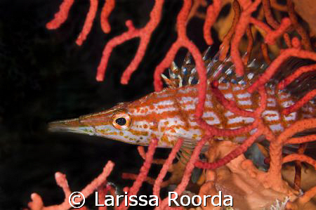 interesting little Hawkfish. by Larissa Roorda 