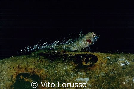 Fishs by Vito Lorusso 