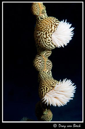 Flowers under the sea. by Dray Van Beeck 