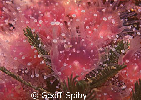 strawberry anemones by Geoff Spiby 