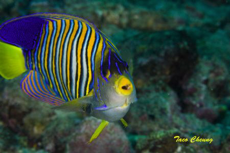 Royal Angelfish @ Anilao by Taco Cheung 