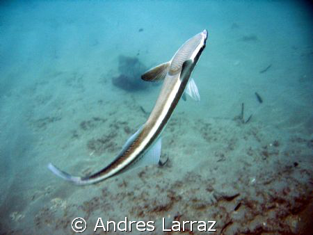 REMORA< LOOKING FOR RIDE by Andres Larraz 