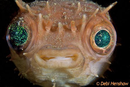 Porcupinefish totally unphased by me sticking my D200 in ... by Debi Henshaw 