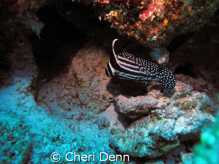 Drums are by far my favorite fish to photograph.  This wa... by Cheri Denn 