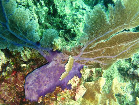 Moose Horn Coral by Jo Leslie 