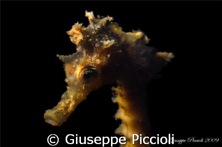 Hippo's portrait by Giuseppe Piccioli 