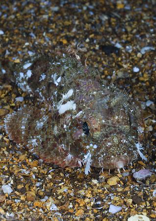 Scorpion fish. Night dive. Galapagos. D200, 60mm. by Derek Haslam 