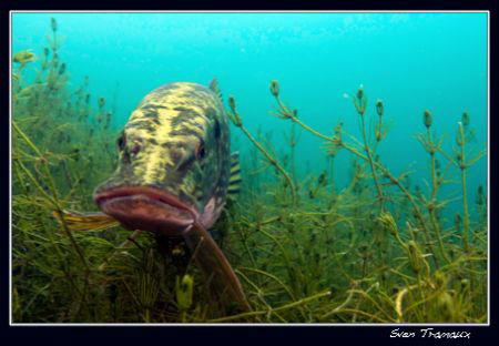 Master of ponds.. by Sven Tramaux 