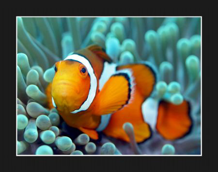 Clownfish by Stuart Ganz 