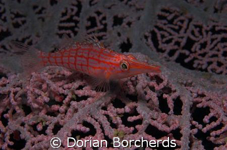 Long Nosed Hawkfish by Dorian Borcherds 