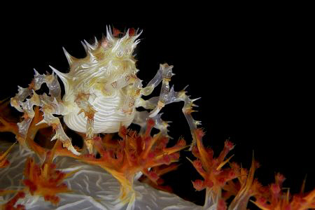 Candy Crab off Batangas, Philippines. Casio Exilim by Andrew Macleod 