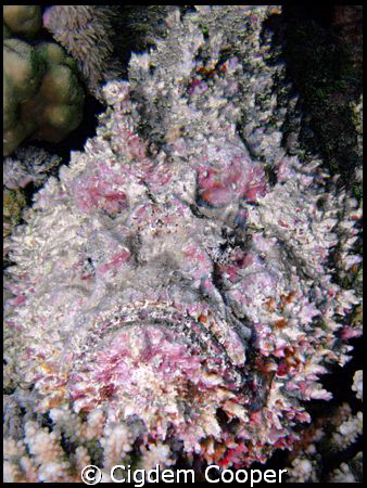 Stonefish. Taken at Dunraven. by Cigdem Cooper 
