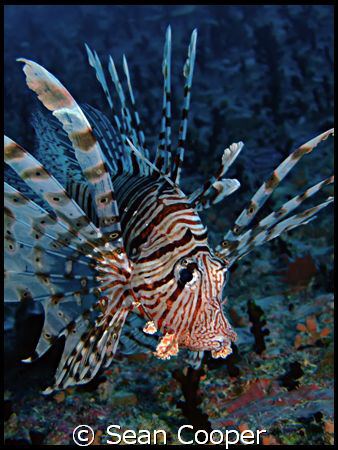 Lionfish by Sean Cooper 