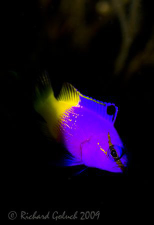 Fairy Basslet-Bonaire-Canon 5D by Richard Goluch 