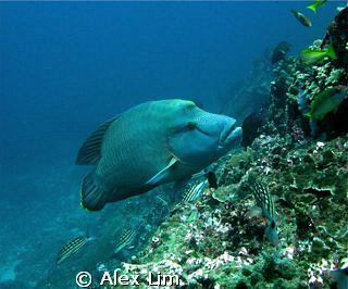 Napolean Wrasse by Alex Lim 