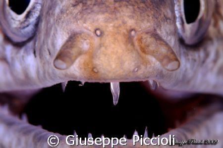 My first tooth by Giuseppe Piccioli 