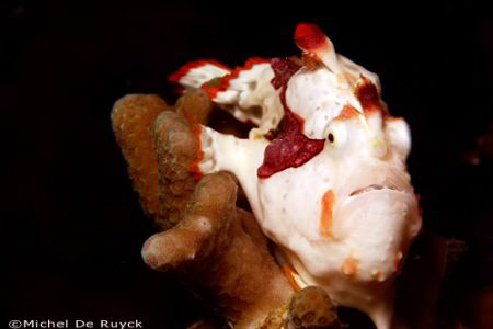 Clown frogfish (Antennarius maculatus) in Panglao, Bohol. by Michel De Ruyck 