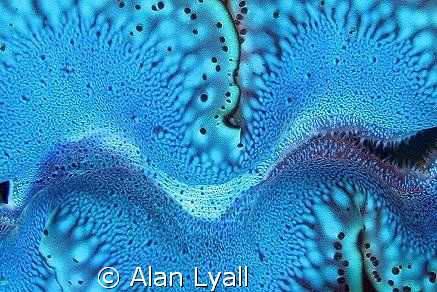 Clam mantle - Canon EOS350D; EF-S 18-55mm (set at 55mm); ... by Alan Lyall 