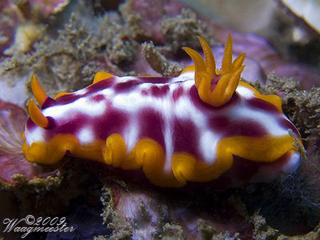 Purple Spotted Hypselodoris (Hypselodoris purpureomaculos... by Marco Waagmeester 