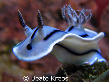 Chromodoris, taken at Wakatobi with Canon S70 by Beate Krebs 