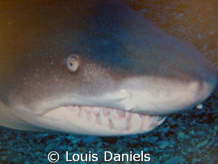 Hey your in my way.... by Louis Daniels 