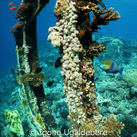 Kingston wreck, parrot fish. by Igone Ugaldebere 