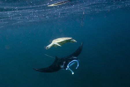 Green Turtle and Manta Ray by Erika Antoniazzo 