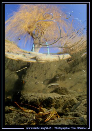 A cray-fish close to the surface - under the ice in a sma... by Michel Lonfat 