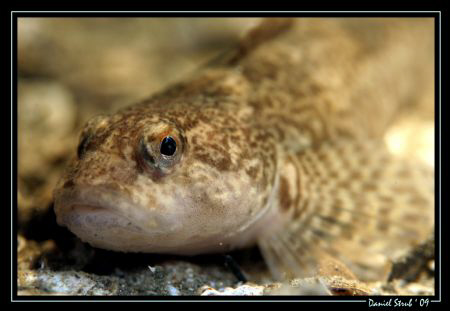 Another Cottus Gobio taken in the Geneva Lake, night dive... by Daniel Strub 
