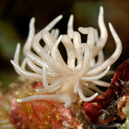 Phyllodesmium briareum by Michael Henke 