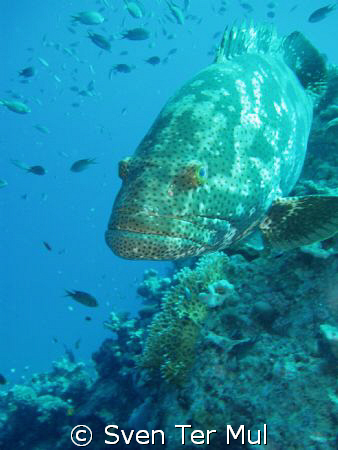 big grouper by Sven Ter Mul 