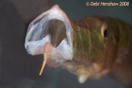 This playful Trumpetfish stalked me and allowed me to tak... by Debi Henshaw 