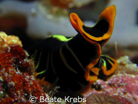 "Mimik" - Flatworm , taken at Wakatobi with Canon S70 by Beate Krebs 