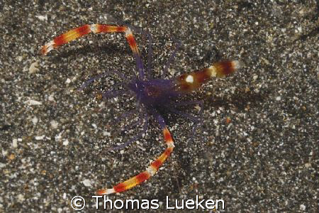 found in Lembeh, D200 by Thomas Lueken 