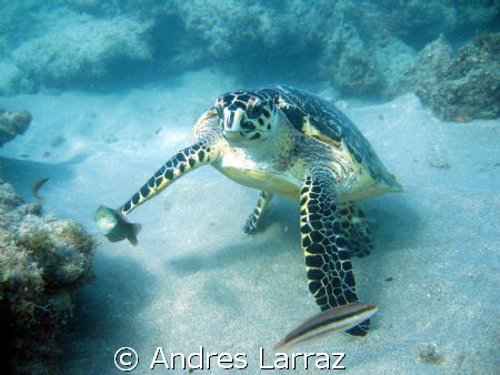 seating turtle by Andres Larraz 