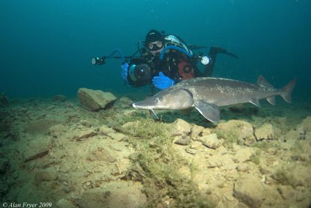 Sturgeon at Capernwray by Alan Fryer 