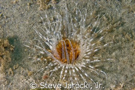 Interesting Sea Anemone photographed in South Florida by Steve Jarocki, Jr. 