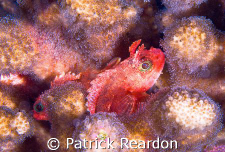 A pair of what I believe are pygmy scorpionfish.  (Input ... by Patrick Reardon 