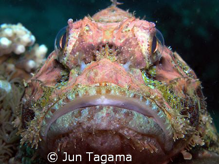 Fat Head Stonefish by Jun Tagama 