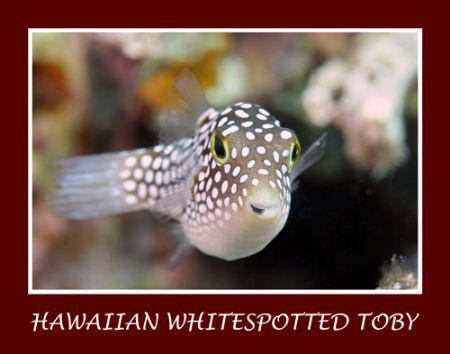 The Hawaiian whitespotted toby is a common fish on the re... by Stuart Ganz 
