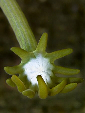 coral close up.... Before the 'Great Flood' on Saturday..... by Andrew Macleod 