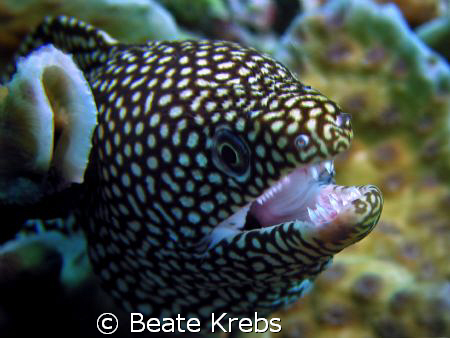 Moray eel , taken at Wakatobi with Canon S70 by Beate Krebs 